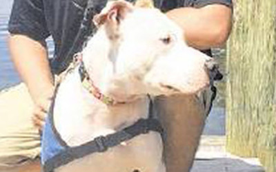 Army veteran Derek Butler, who served in Iraq from 2006 to 2009, poses with his service dog, Phoenix the pit bull.